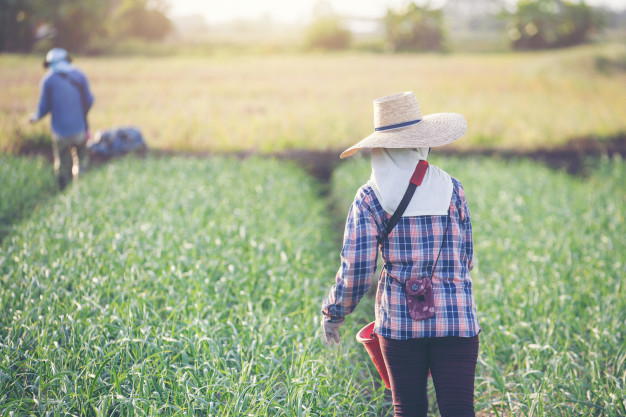 mulheres jardineiras estao fertilizando o jardim de cebola 1150 5638